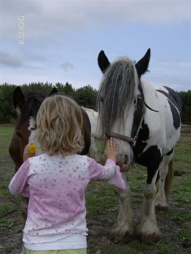 Irish Cob Bakkegårdens Shakira - Emma & Shakira billede 7