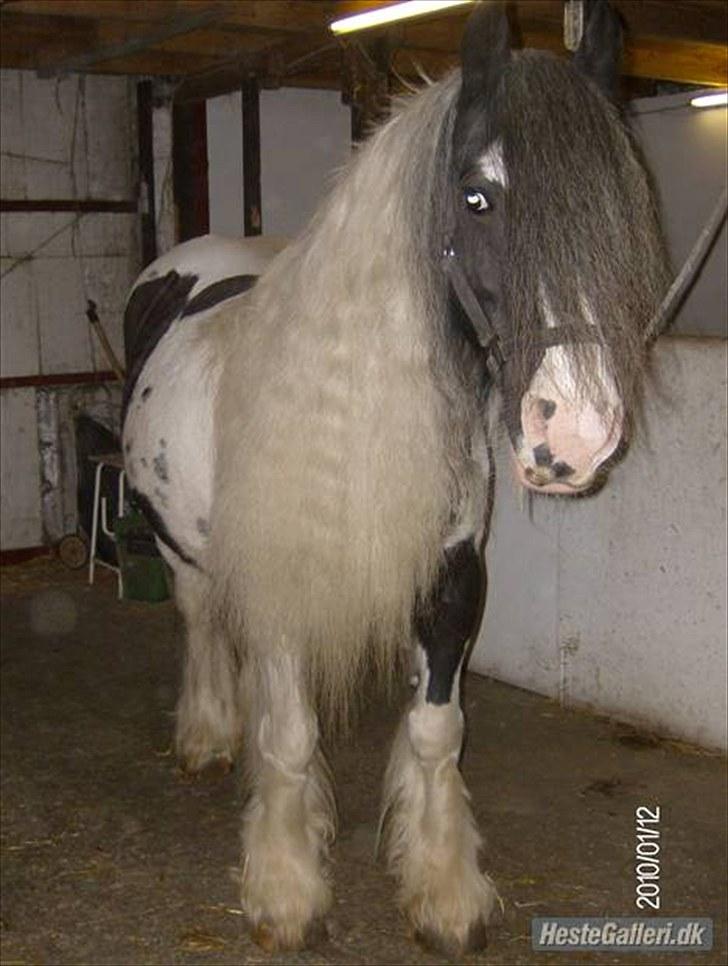 Irish Cob Bakkegårdens Shakira billede 8
