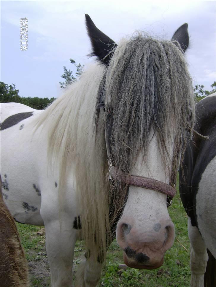 Irish Cob Bakkegårdens Shakira billede 9