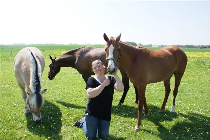 Welsh Partbred (Sec F) Zena billede 20