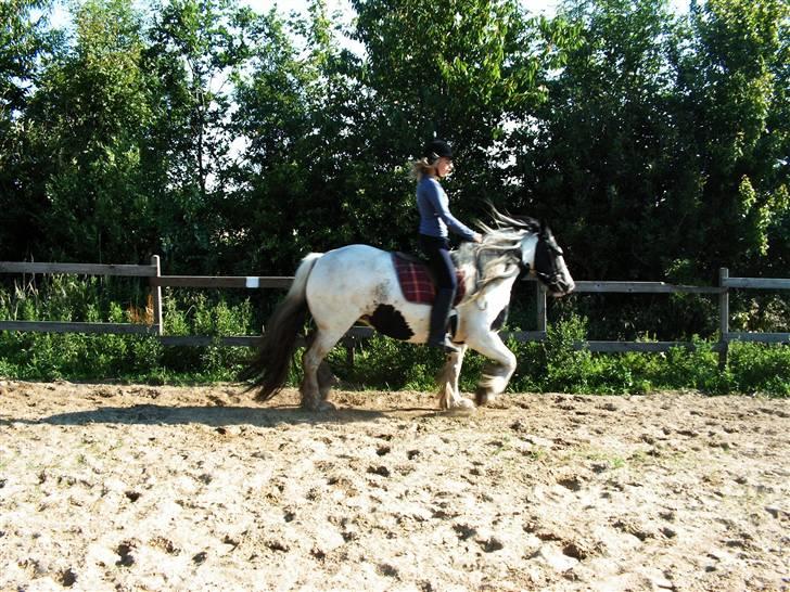 Irish Cob Balou - Det er nu hyggeligt at ride ude billede 16