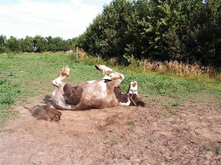 Irish Cob Balou - HVID..ja måske, men det er nu også dejligt at rulle sig;;--)) billede 17