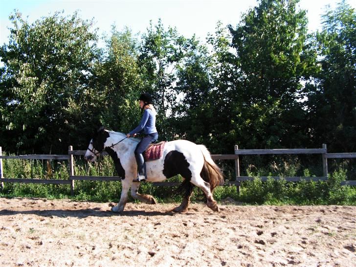 Irish Cob Balou billede 18