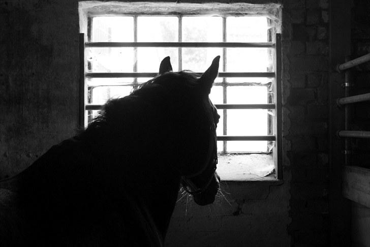 Anden særlig race Natasja (Tusja) - Staldens dronning, som holder et vågent øje med alt og alle :-) billede 6