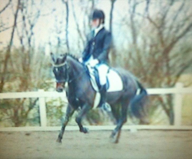 Anden særlig race Natasja (Tusja) - 03.04.11 - 1. afd. af klubmesterskabet 2011 - arbejdsgalop. Elsker det billede! billede 4