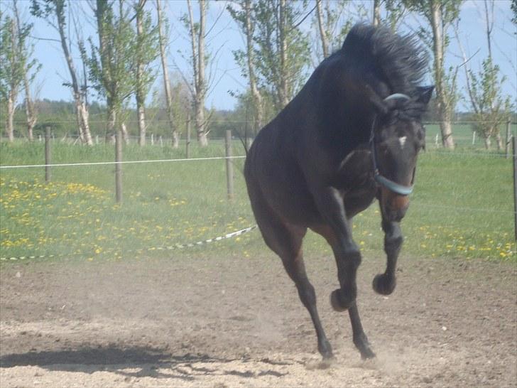 Anden særlig race Natasja (Tusja) - 11.05.09 - Tossede krikke.. billede 17