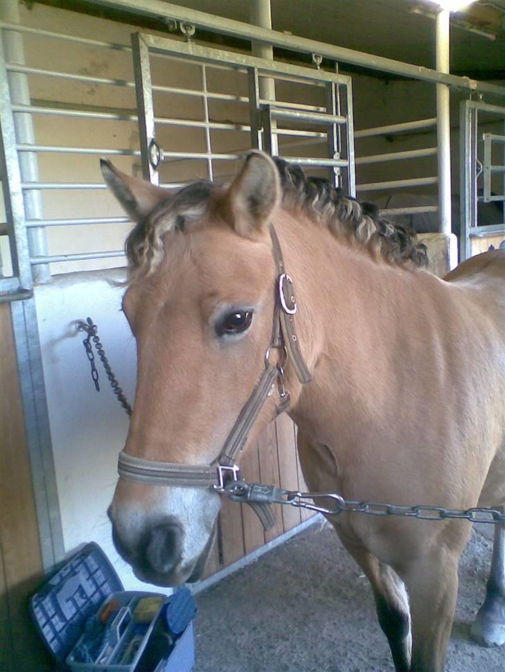 Anden særlig race Tulle  - her står jeg på folden og leger sammen med min dejlige pony tulle<33 billede 1
