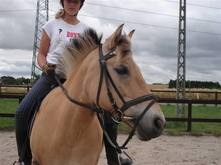 Anden særlig race Tulle  billede 2