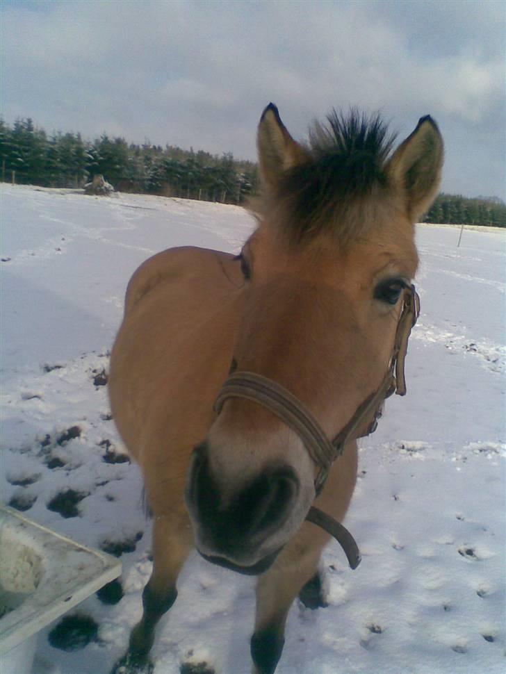 Anden særlig race Tulle  billede 4