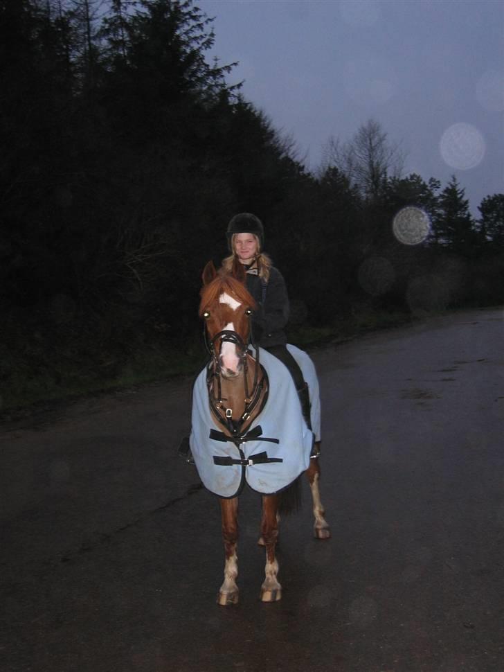 Hollandsk Sportspony Rosa R.I.P † <33 billede 1