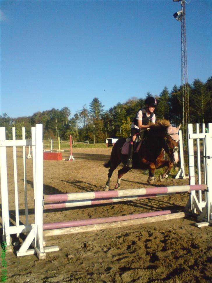 Hollandsk Sportspony Rosa R.I.P † <33 - wee hop lille Rosa<33 billede 2