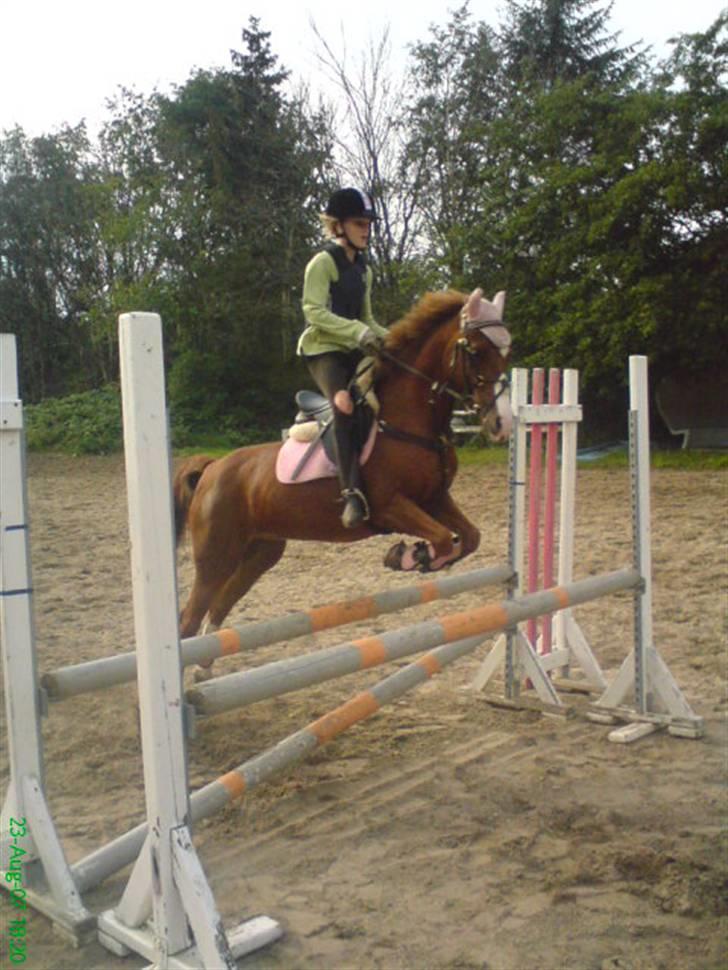 Hollandsk Sportspony Rosa R.I.P † <33 billede 5