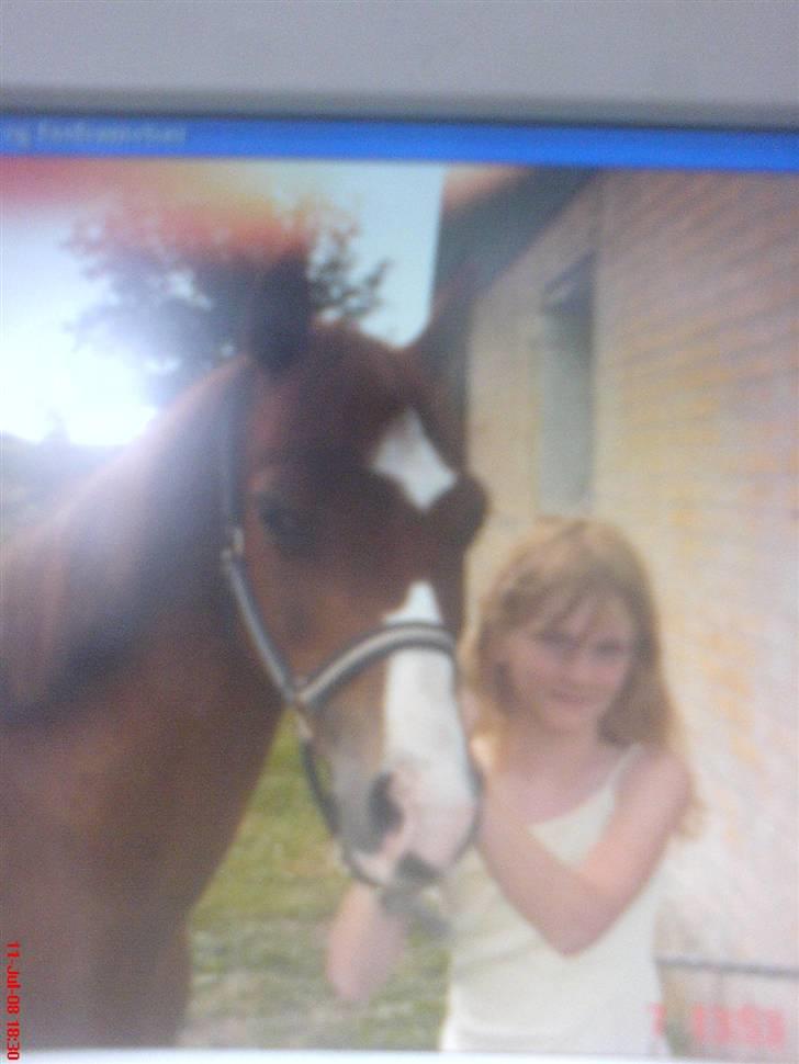 Hollandsk Sportspony Rosa R.I.P † <33 - sommergræs 2 år siden <33 billede 15