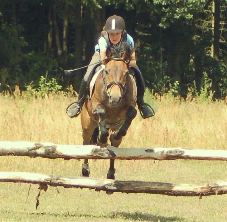 New Forest Bastian ¤solgt&savnet¤ billede 17