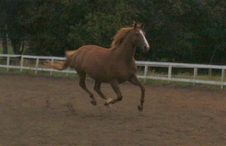 Dansk Varmblod Athene, Solgt - på vej på folden billede 11