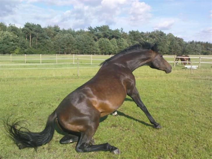 Dansk Varmblod intuition 'SOLGT billede 15