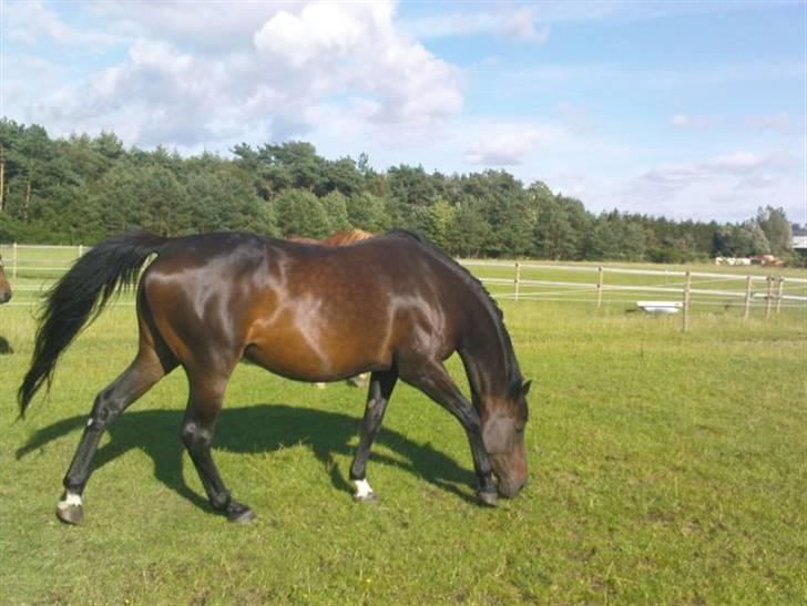 Dansk Varmblod intuition 'SOLGT billede 16