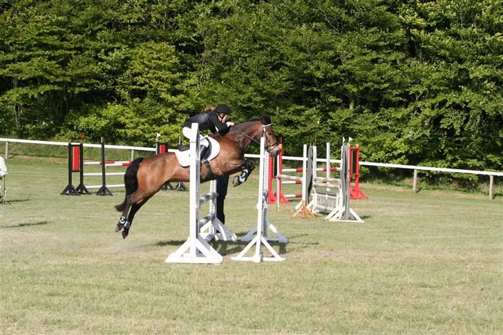 New Forest Bastian ¤solgt&savnet¤ - Morsø-cup 09 MB billede 18