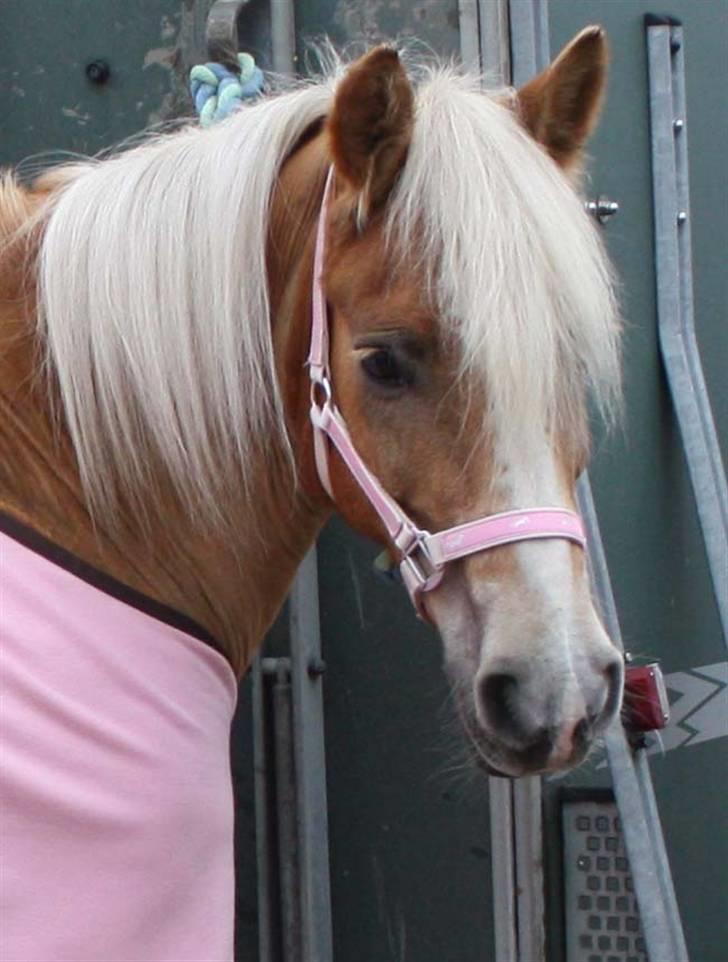 Haflinger hermeline billede 11