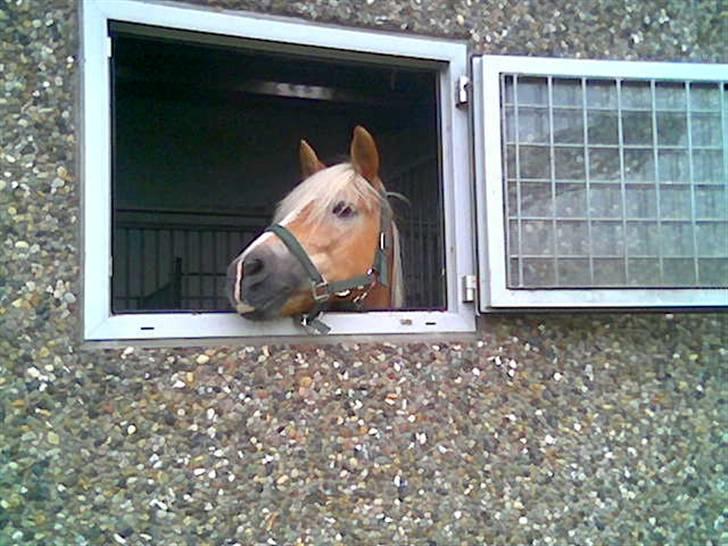 Haflinger hermeline billede 12