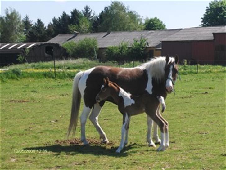 Pinto Højvangs Kahlua - Kahlua med sit hingsteføl Hercules billede 1