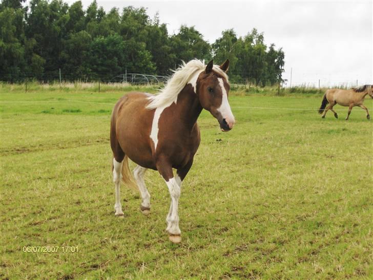 Pinto Højvangs Kahlua billede 3