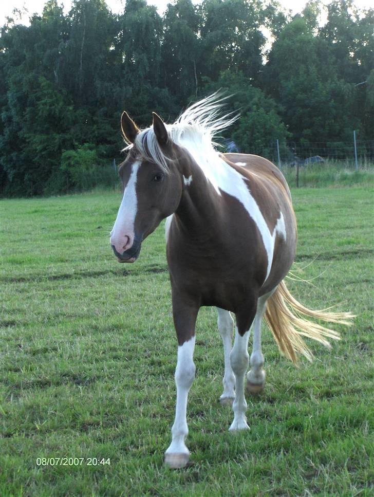 Pinto Højvangs Kahlua billede 4