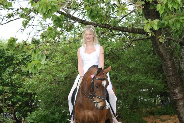 DSP Marengo - SOLGT :'( :'( - VELKOMMEN TIL MARENGO´S PROFIL billede 1