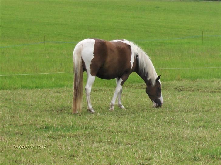 Pinto Højvangs Kahlua billede 5