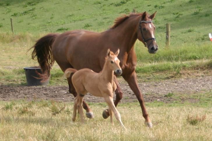 Dansk Varmblod OREBO'S ASRA - Sommeren o9 . billed taqet af Erik Christoffersen. billede 13