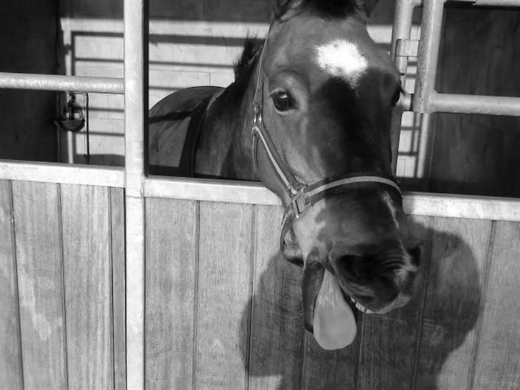 DSP Marengo - SOLGT :'( :'( - Savner de minder sammen med dig min dreng <3  billede 4