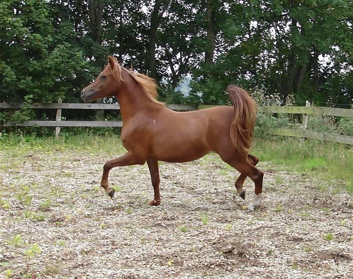 Arabisk fuldblod (OX) Kaicha - Smukke Kaicha billede 1