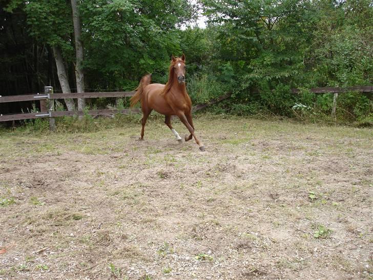 Arabisk fuldblod (OX) Kaicha billede 2