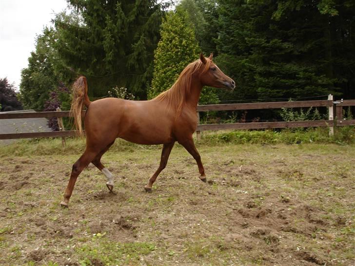 Arabisk fuldblod (OX) Kaicha billede 3