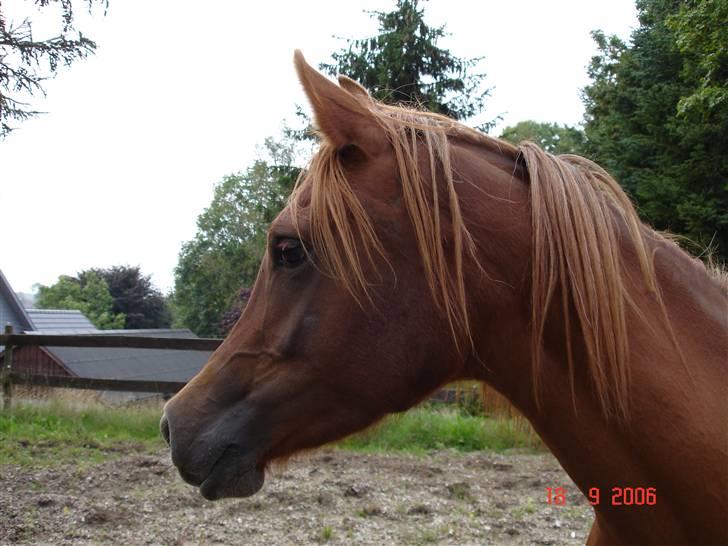 Arabisk fuldblod (OX) Kaicha billede 4