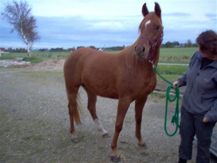 Arabisk fuldblod (OX) Kaicha billede 5