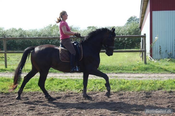 Dansk Varmblod Winston - Bassen i galop billede 10