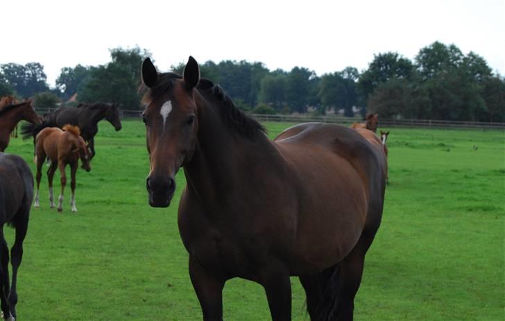 Tysk Oldenburger Copyright billede 1