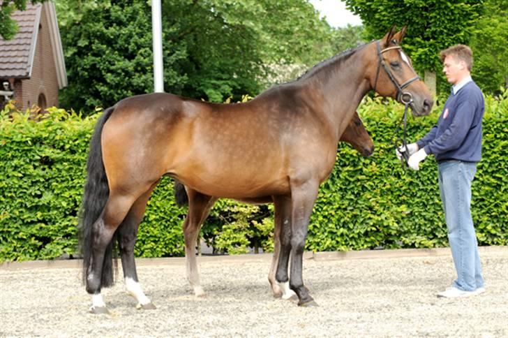 Tysk Oldenburger Copyright billede 2