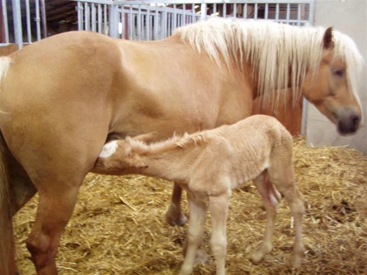 Haflinger Fly Fly af Fredensberg - Få timer gammel billede 1