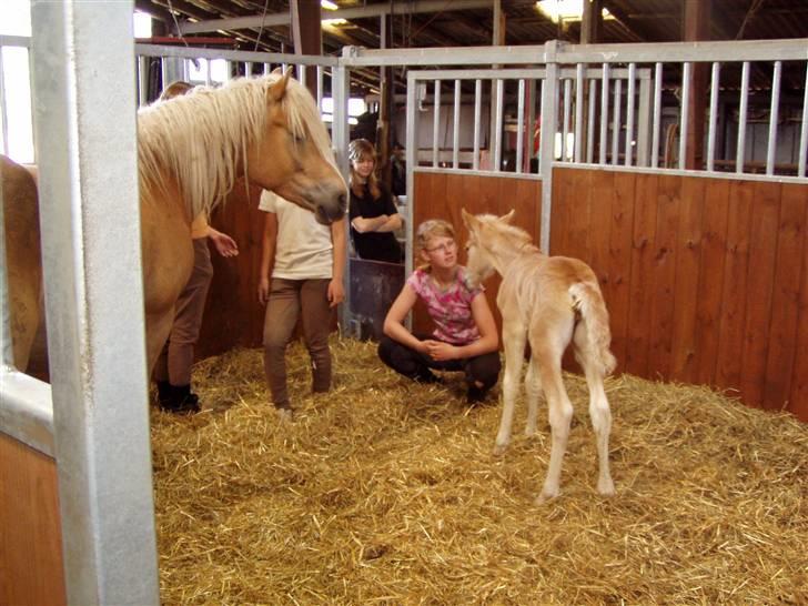 Haflinger Fly Fly af Fredensberg billede 6
