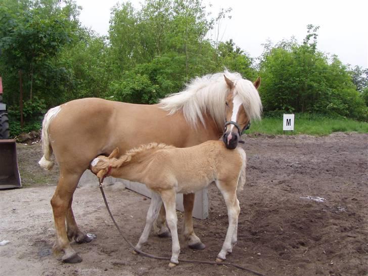 Haflinger Fly Fly af Fredensberg - klargøring til Varde Dyrskue 2007, man kan jo blive sulten midt i det hele billede 7