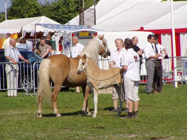 Haflinger Fly Fly af Fredensberg billede 10