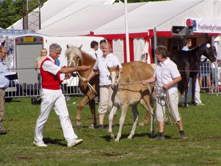 Haflinger Fly Fly af Fredensberg billede 11