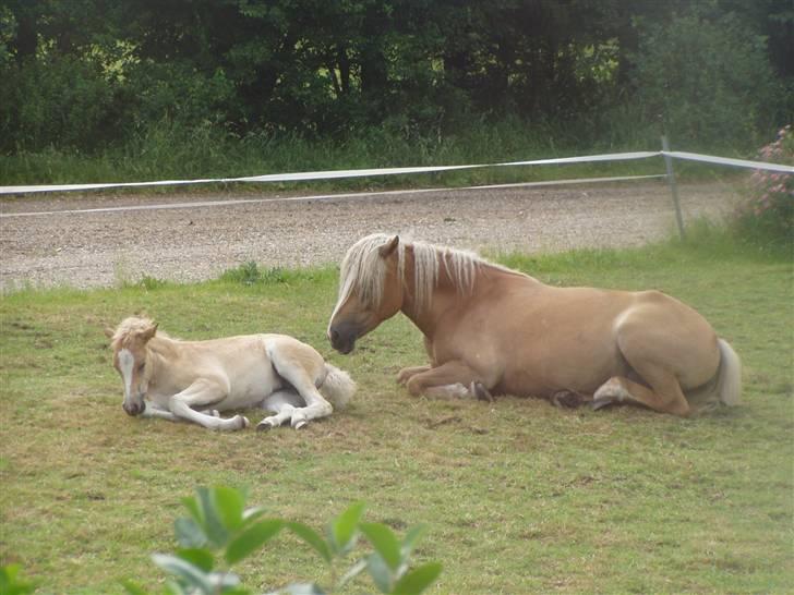 Haflinger Fly Fly af Fredensberg billede 13