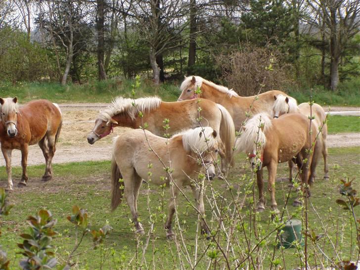 Haflinger Fly Fly af Fredensberg billede 14
