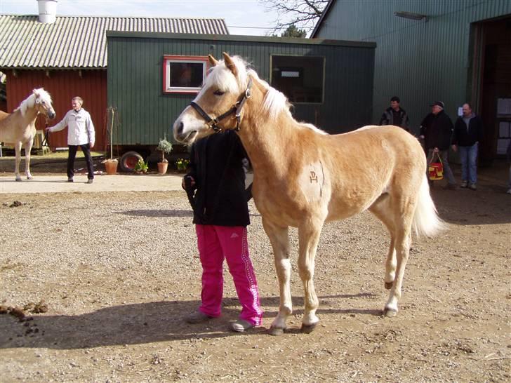 Haflinger Fly Fly af Fredensberg billede 15