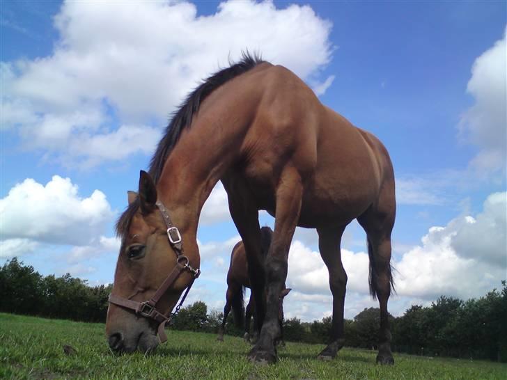 Anden særlig race Amiga  ¤¤ XPart ¤¤ R.I.P billede 1