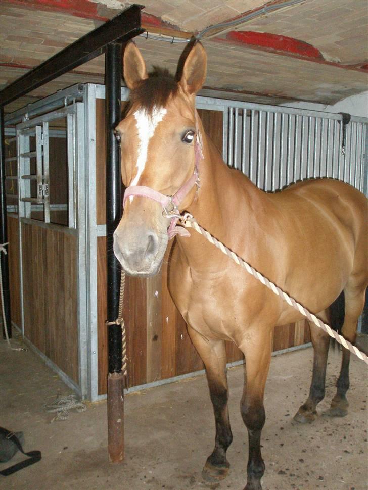 Anden særlig race Amiga  ¤¤ XPart ¤¤ R.I.P billede 2