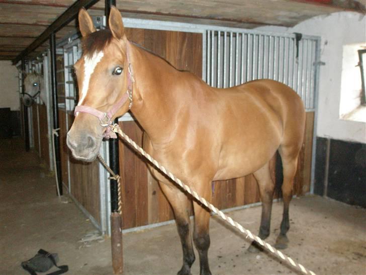 Anden særlig race Amiga  ¤¤ XPart ¤¤ R.I.P billede 3